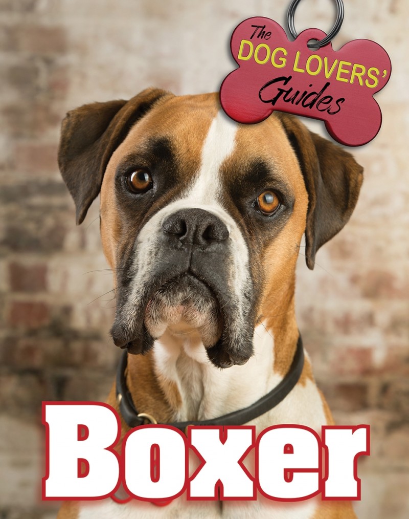 Boxer