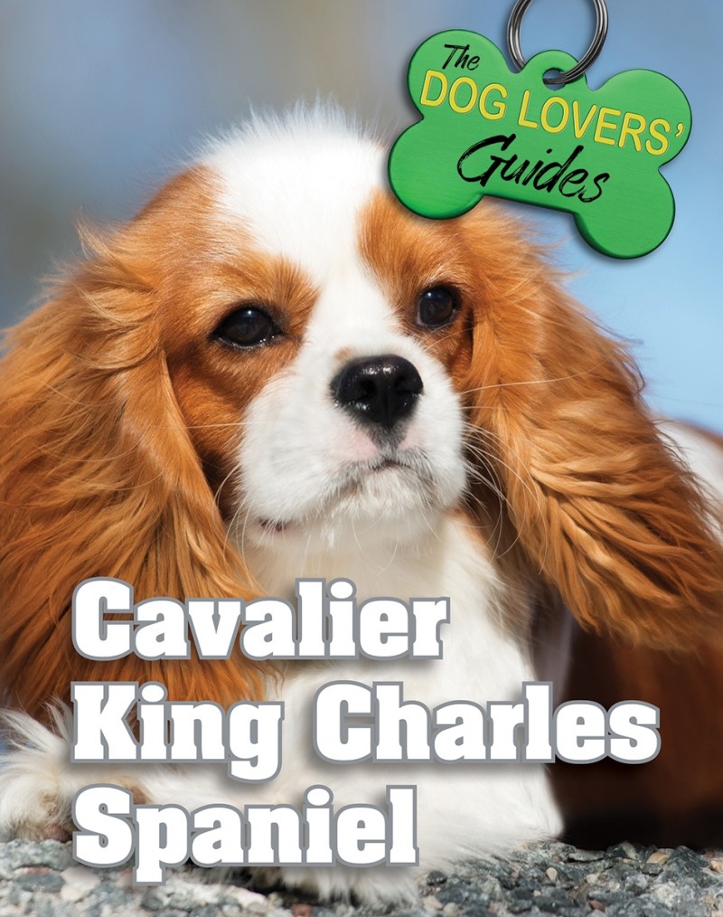 Cavalier King Charles Spaniel