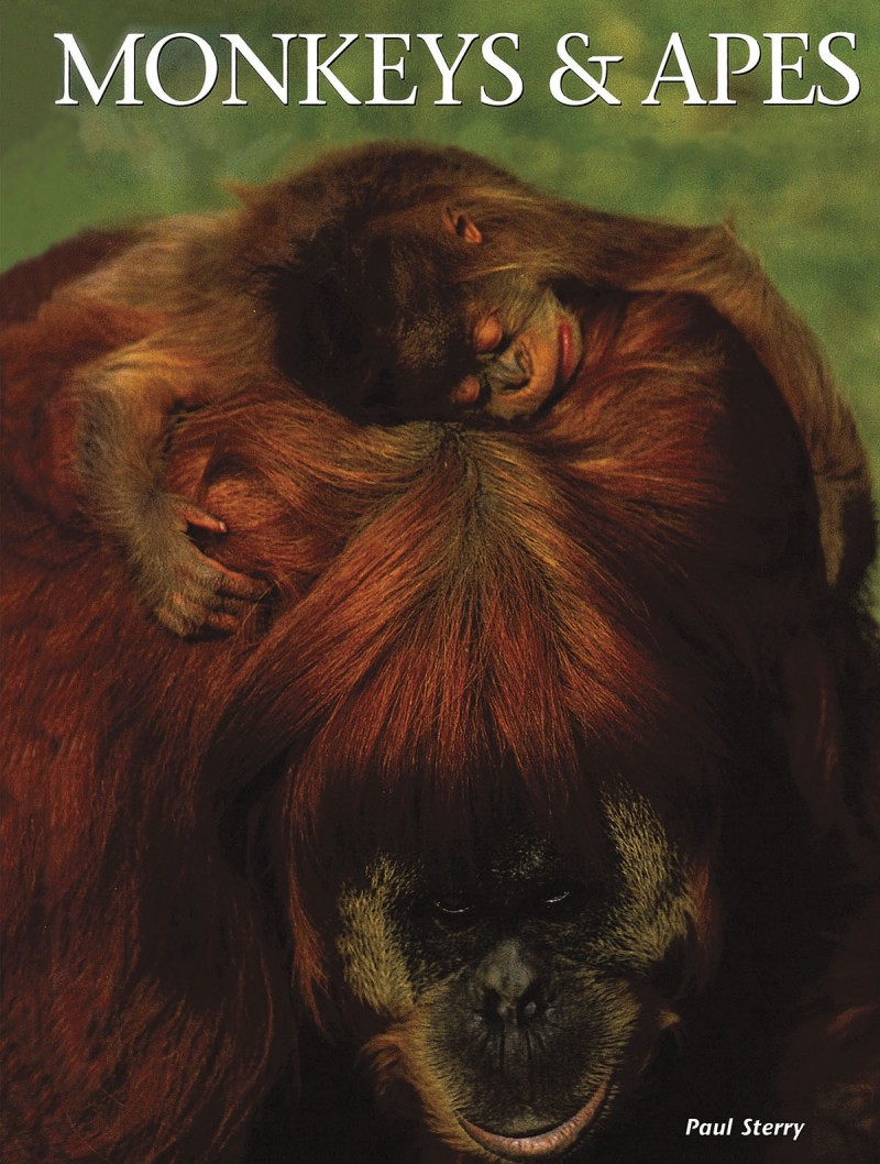 Monkeys & Apes