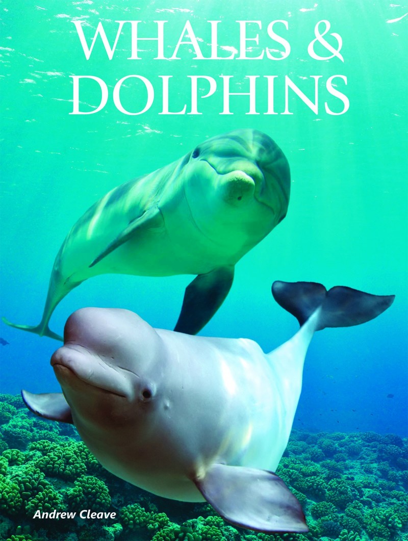 Whales & Dolphins