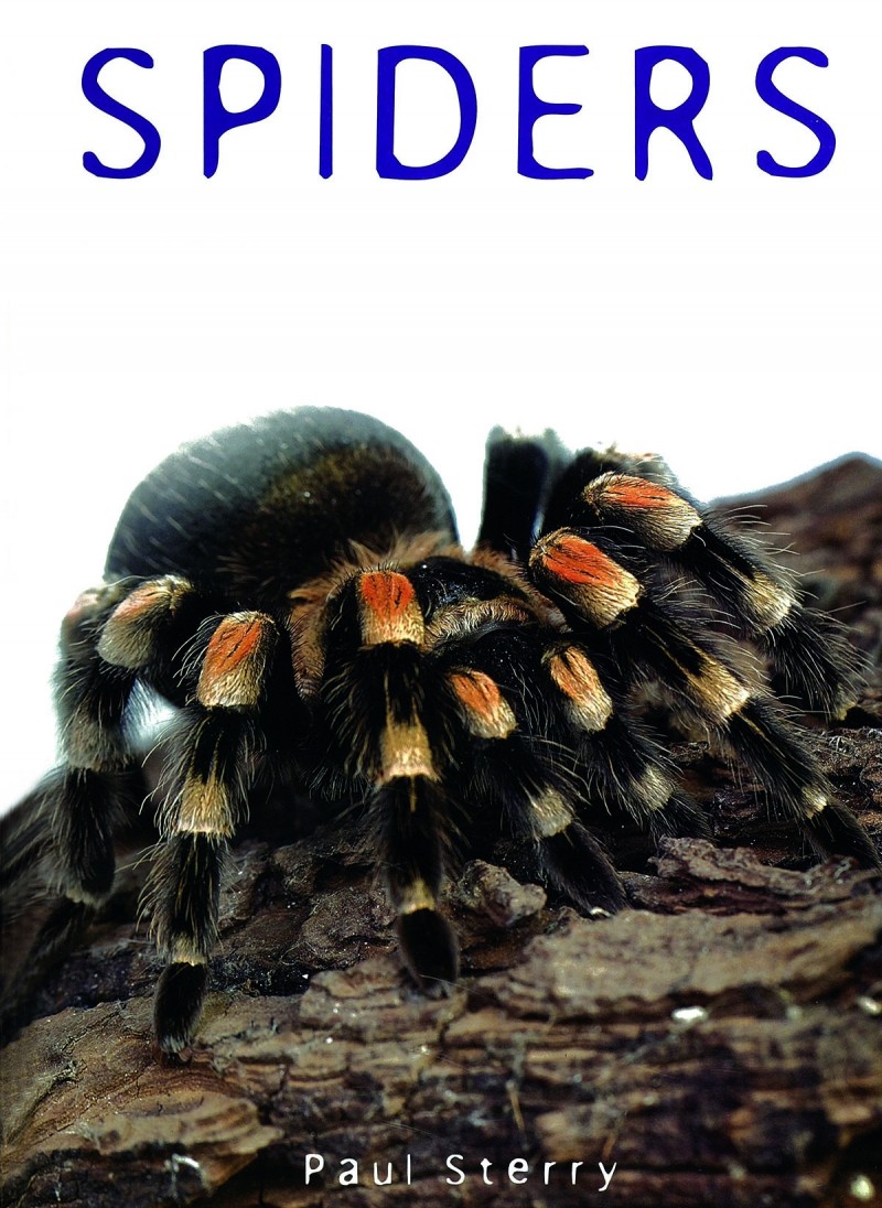 Spiders